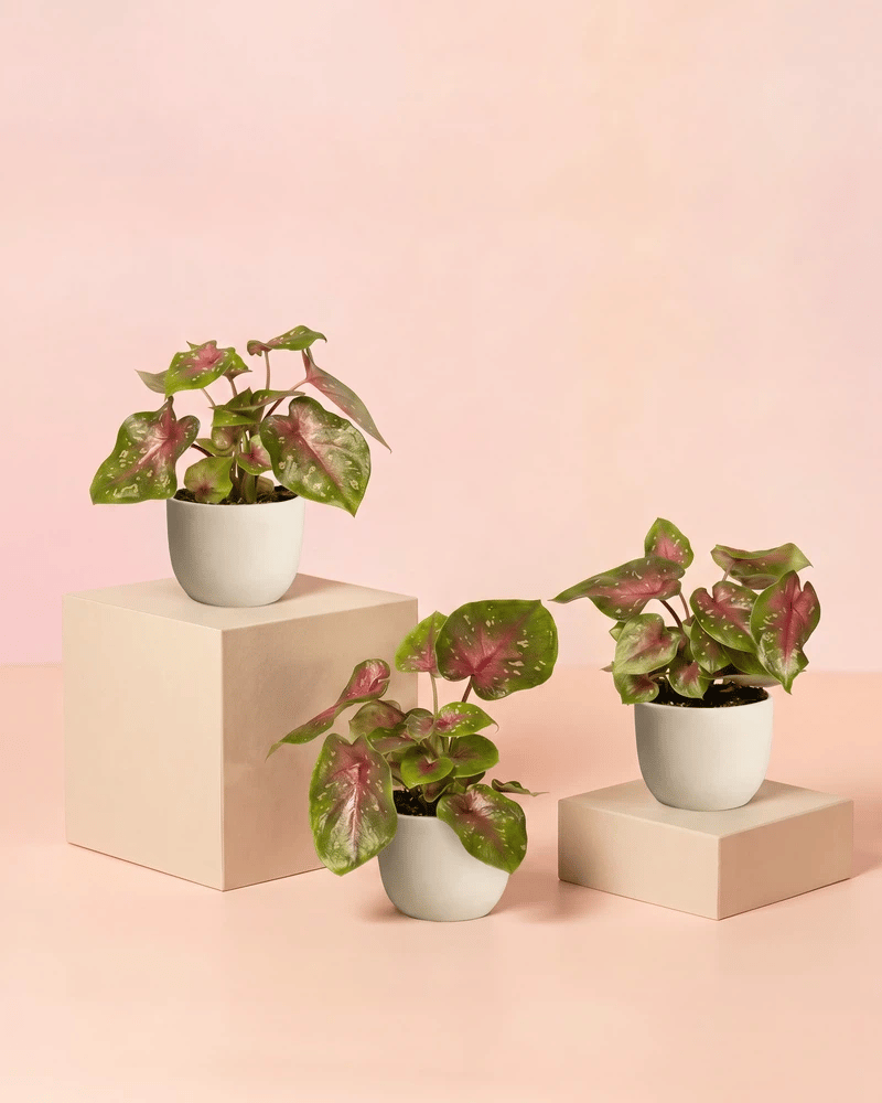 feey-baby-caladium-casey-3er-set-zimmerpflanze image 6