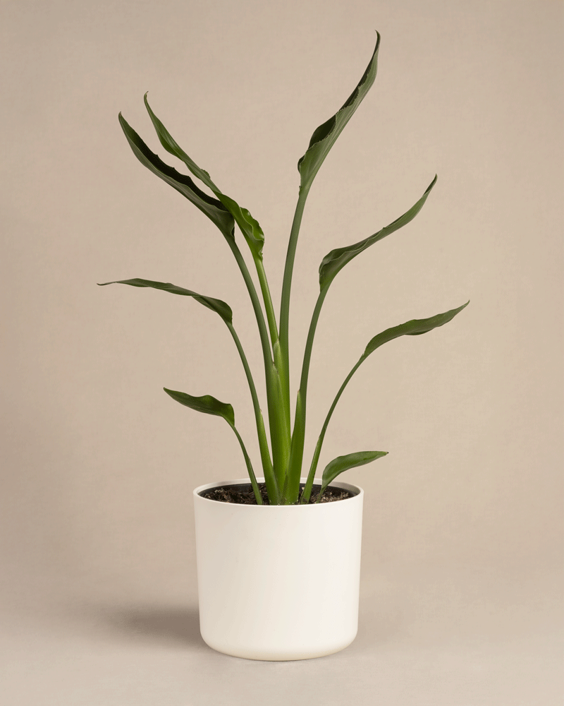 feey-strelitzia-reginae-paradiesvogelblume-mittel image 8