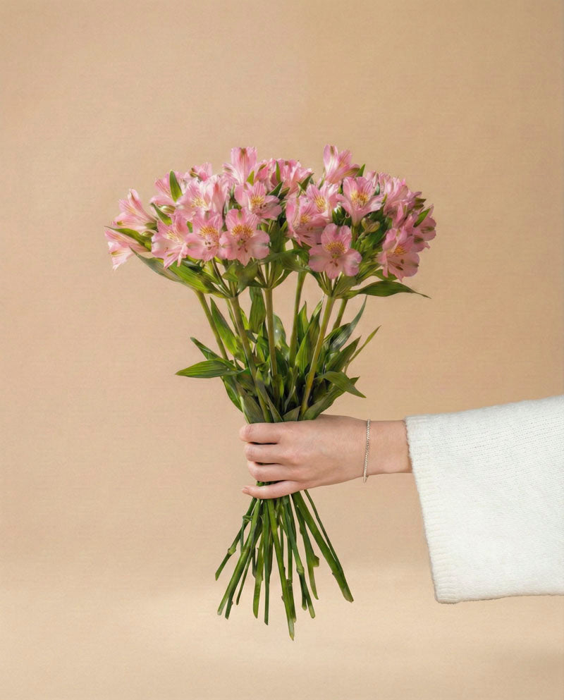 feey-alstroemeria-rosa-schnittblumen image 3