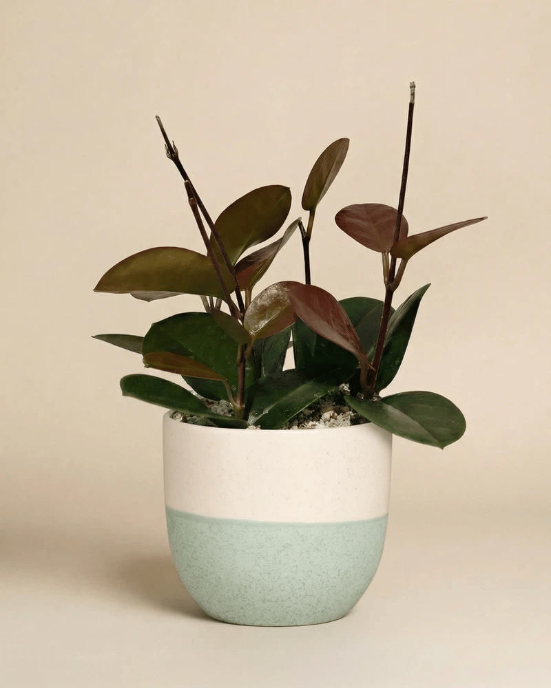 feey-hoya-australis-porzellanblume-zimmerpflanze-klein-schweiz image 5