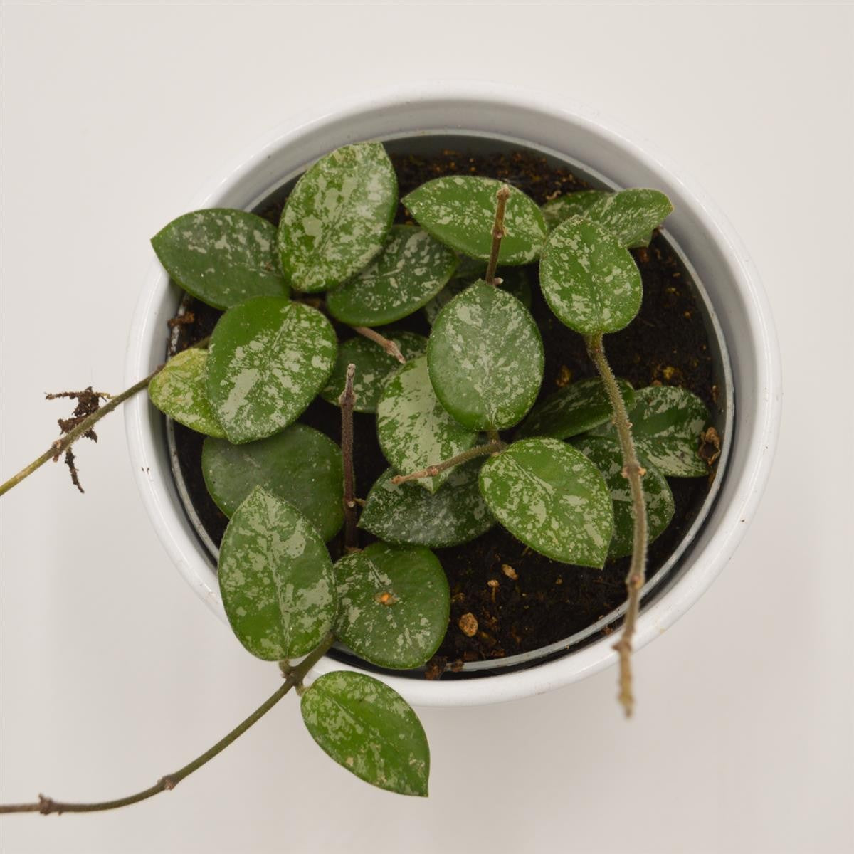 pasiora-hoya-mathilde-splash-porzellanblume-12cm image 1