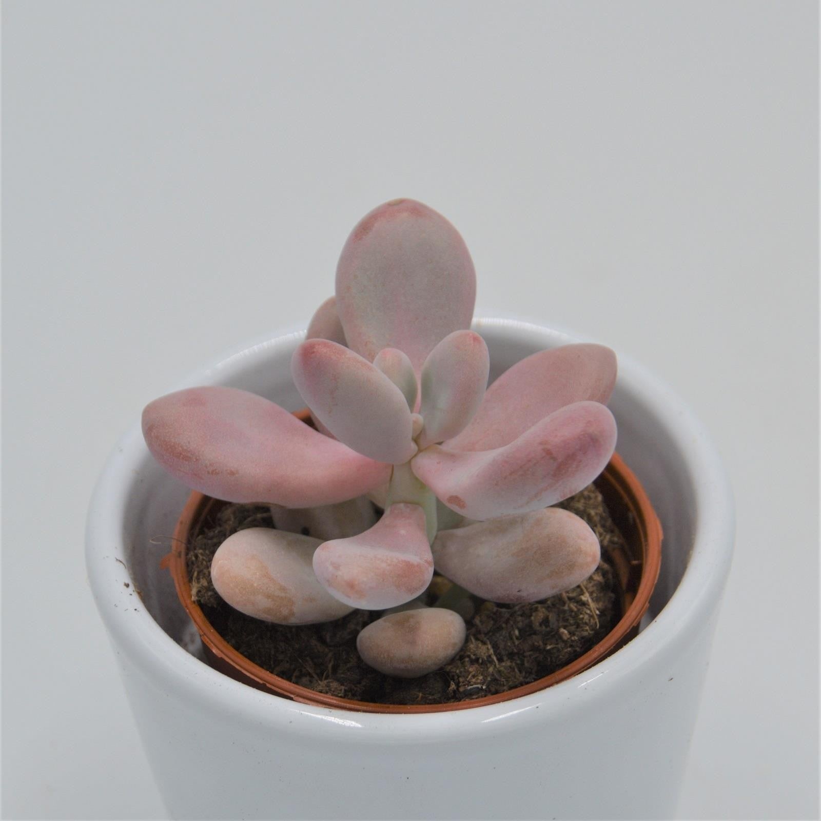 pasiora-pachyphytum-oviferum-pink-moonstones-6cm-topf image 3