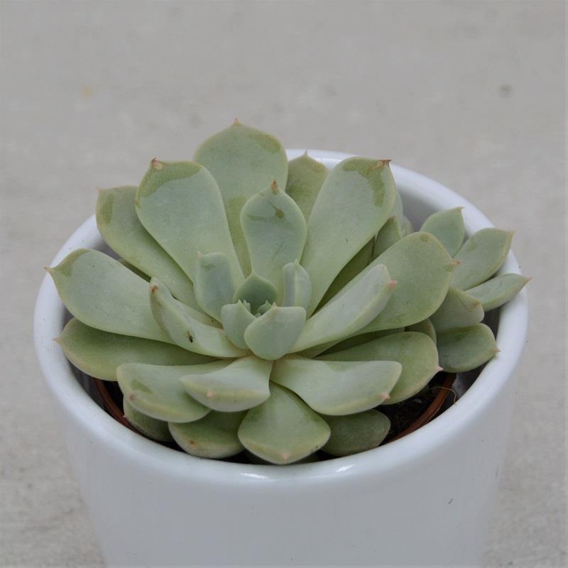 pasiora-echeveria-globulosa-sp-sukkulente-im-5-5cm-topf image 1