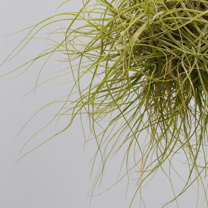 pasiora-tillandsia-schiedeana-ball-luftpflanze image 2