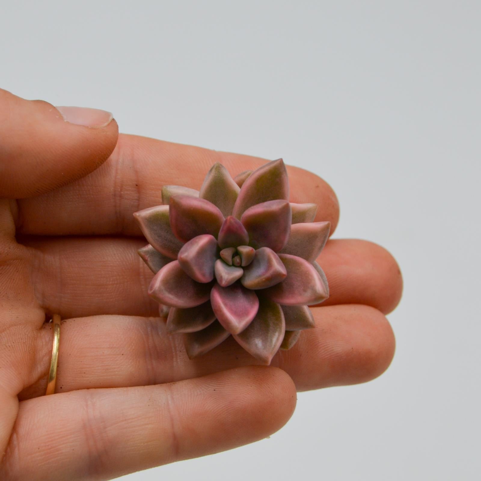 pasiora-graptosedum-bronze-f-variegata-sukkulente image 1