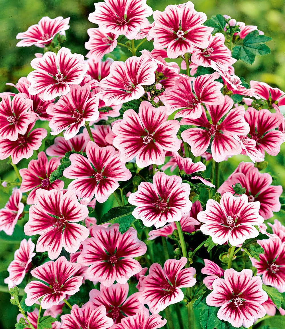 baldur-garten-3x-stauden-malve-zebrina-9x9-cm-topf image 2
