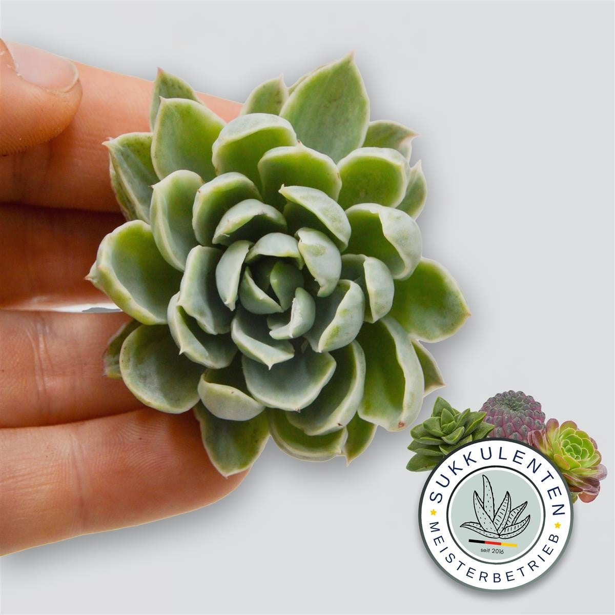 pasiora-echeveria-royal-chrisanthemum-f-variegata-steckling image 2