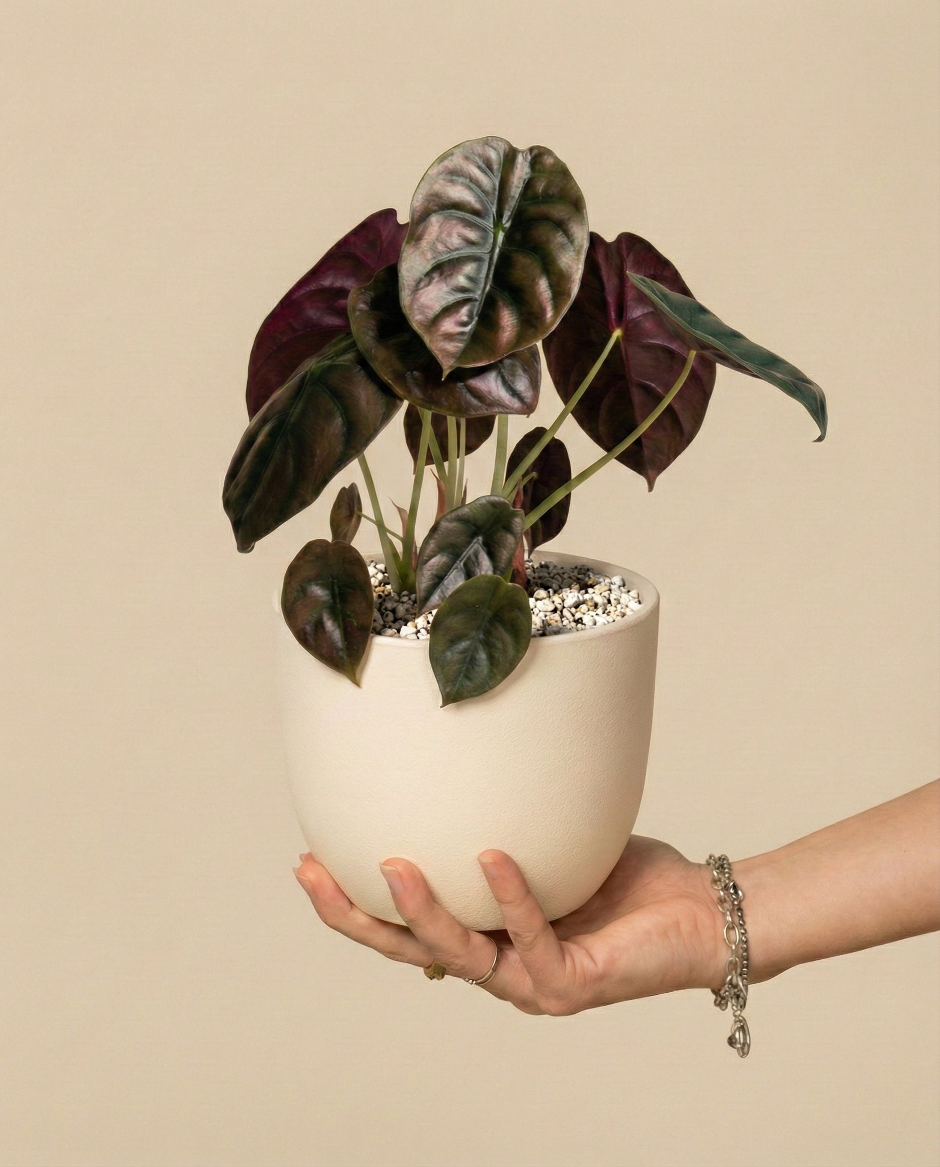 feey-alocasia-red-secret-schweizer-gew-chs-klein-mittel image 1