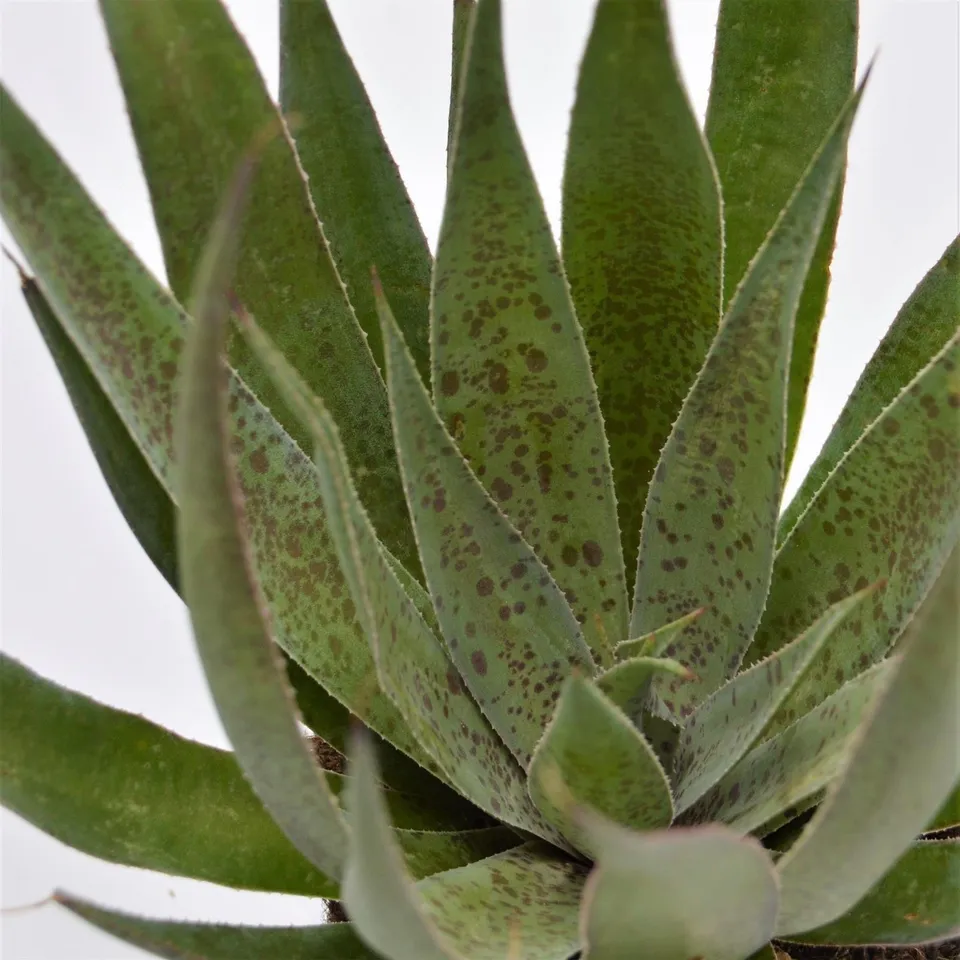 pasiora-x-mangave-shy-pineapple-kulturhybride-13cm-topf image 1