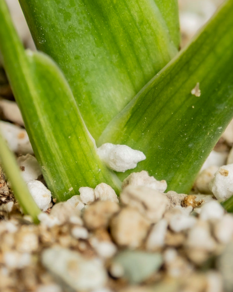 feey-monstera-aurea-variegata-gelb-panaschierte-rarit-t image 8