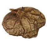 pasiora-dioscorea-mexicana-caudex-pflanze-4-7-cm image 2