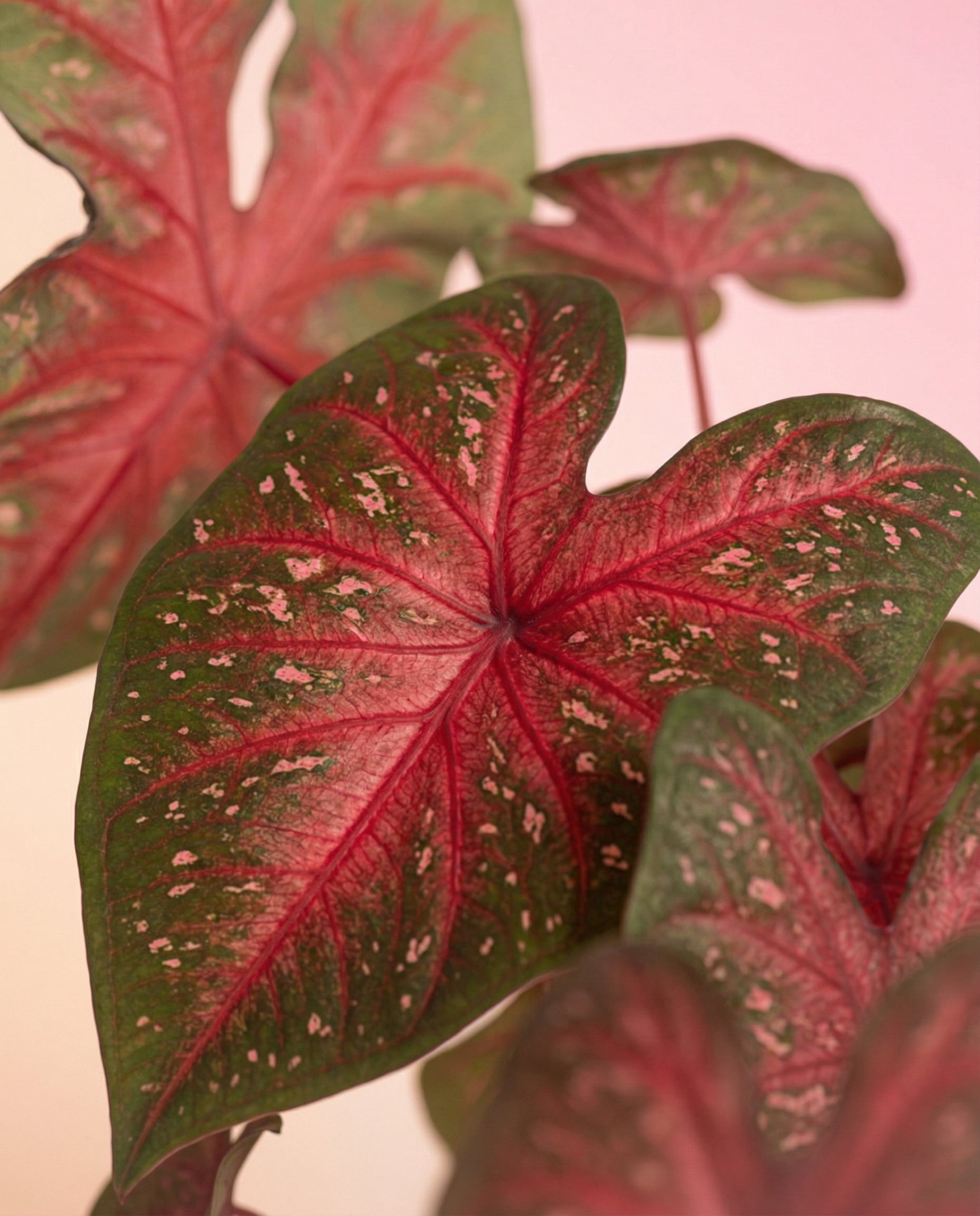 feey-caladium-red-flash-zimmerpflanze image 8