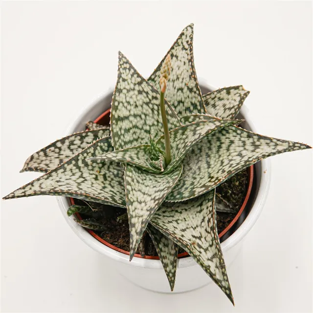 pasiora-aloe-aculeata-wilderness-sukkulente-10-5-cm image 1