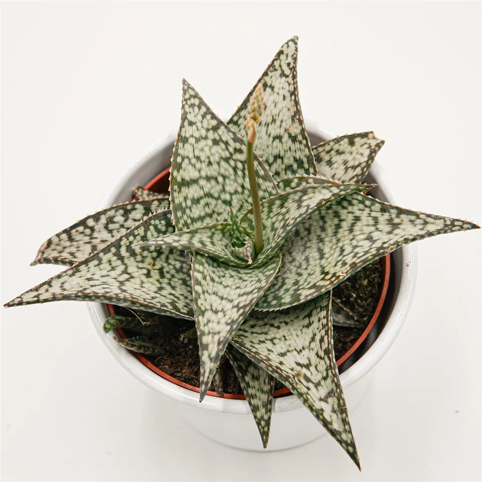 pasiora-aloe-aculeata-wilderness-sukkulente-10-5-cm image 1