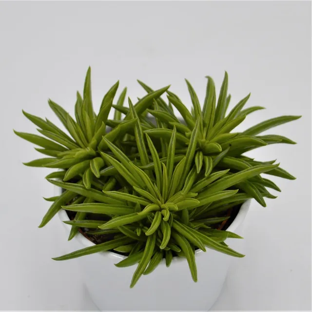 pasiora-peperomia-happy-bean-10-5-cm-sukkulente image 1