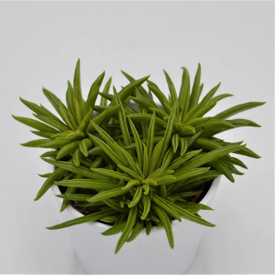 pasiora-peperomia-happy-bean-10-5-cm-sukkulente image 1