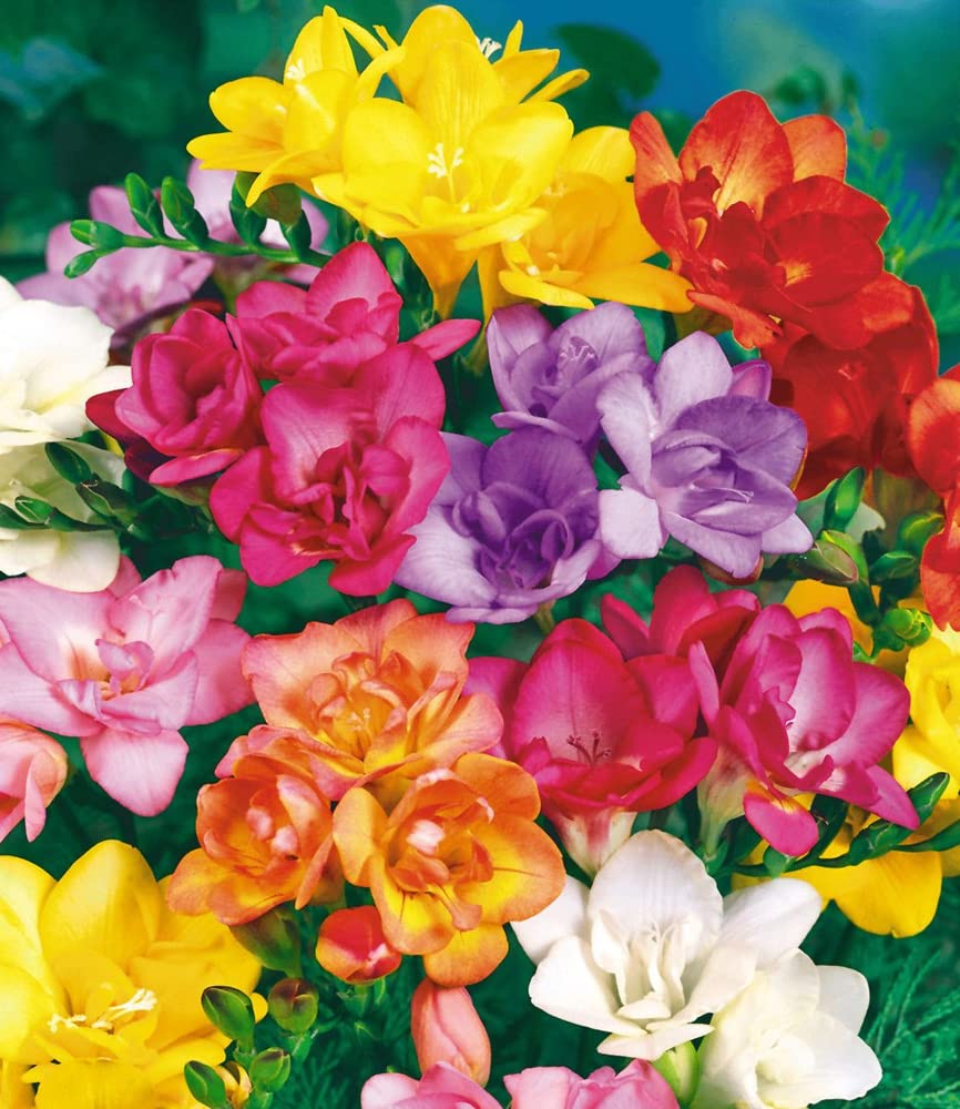 baldur-garten-gef-llte-duft-freesien-25x-zwiebeln-5-6-cm image 2