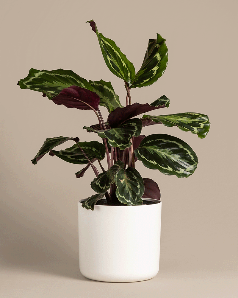 feey-calathea-roseopicta-medallion-gro-e-zimmerpflanze-50-60-cm image 5