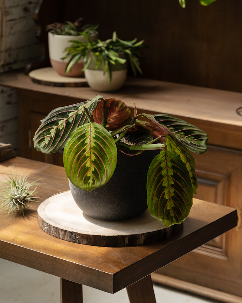 feey-maranta-leuconeura-tricolor-pfeilwurz-prayer-plant-zimmerpflanze image 4