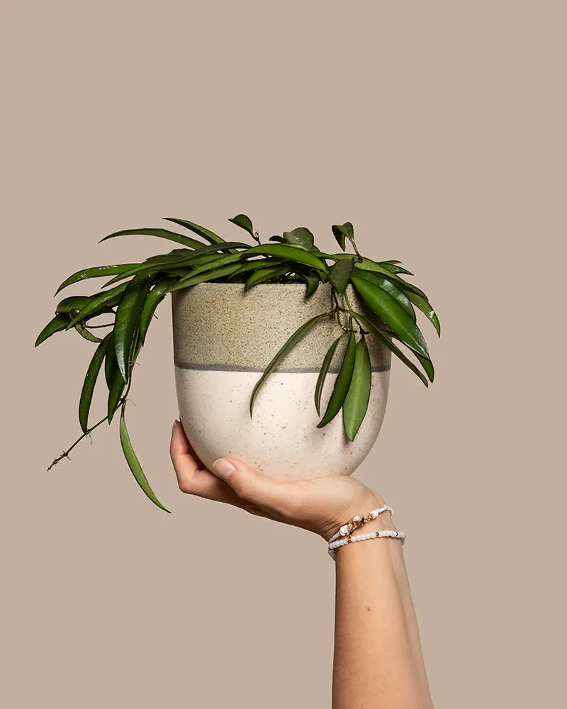 feey-hoya-wayetii-porzellanblume-zimmerpflanze-13-cm-topf image 1