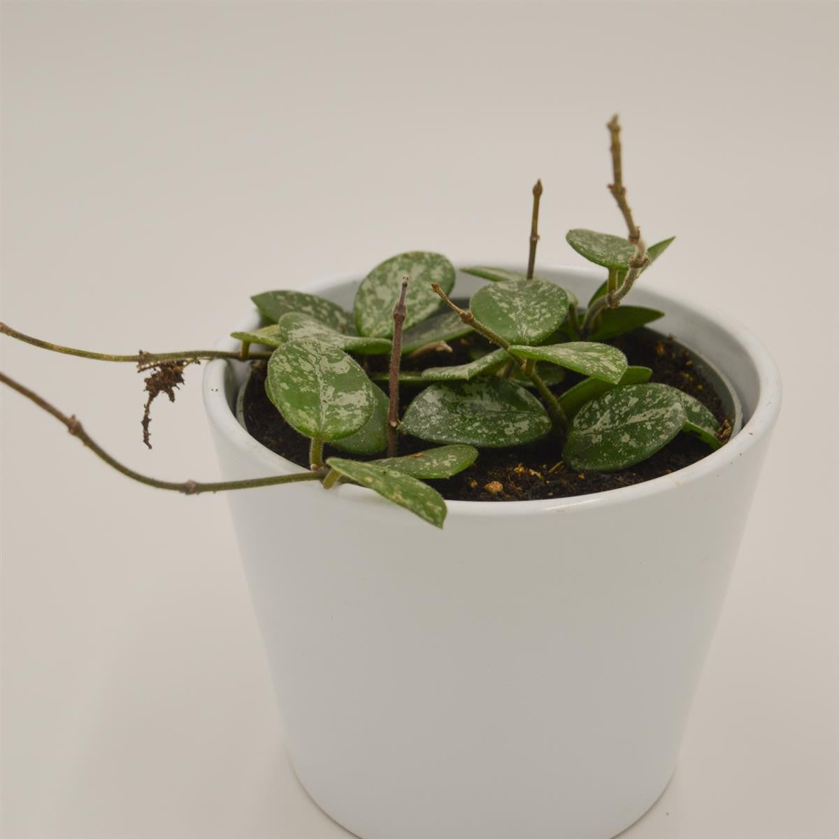 pasiora-hoya-mathilde-splash-porzellanblume-12cm image 2