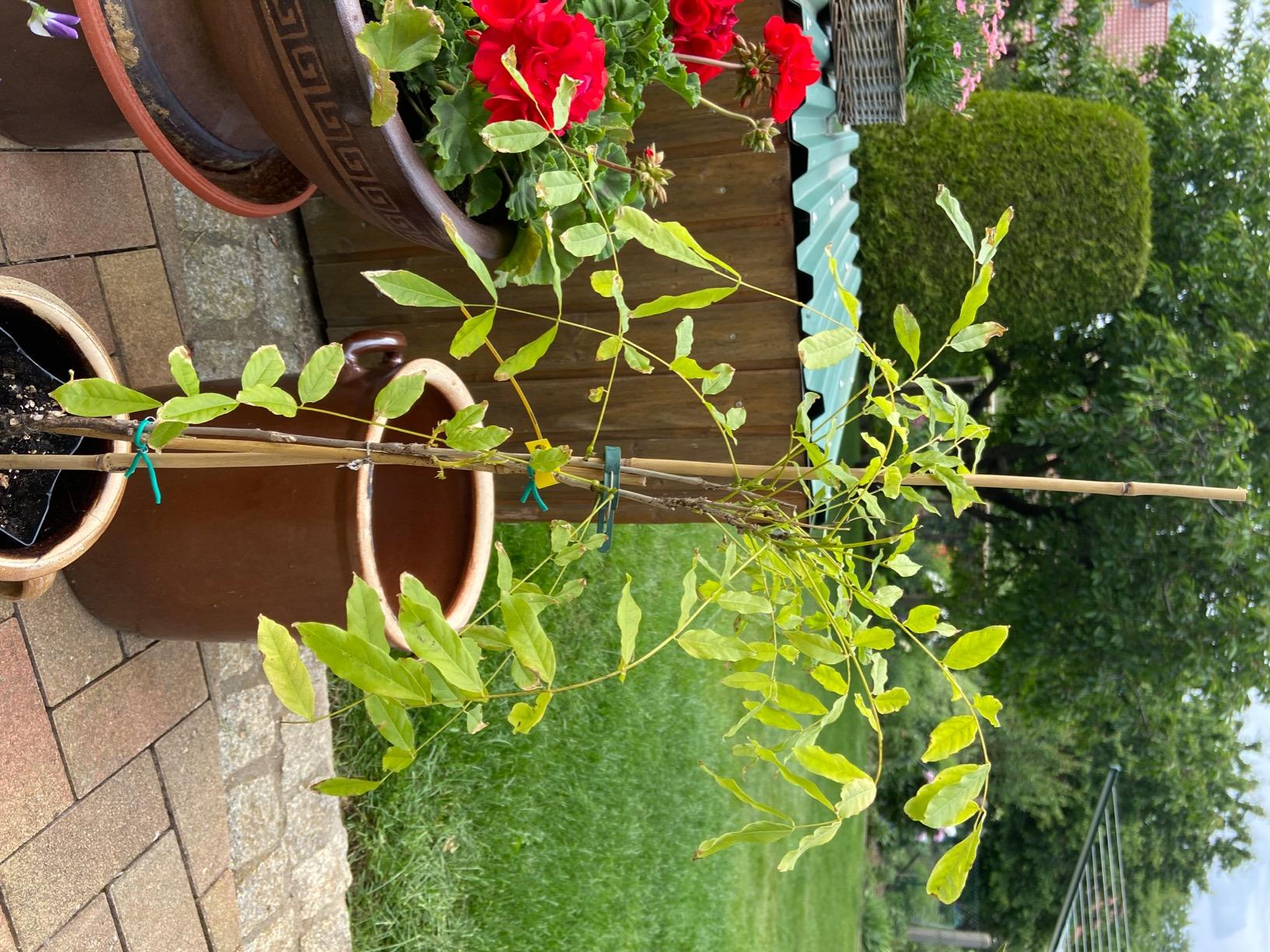 Blickfang im Garten