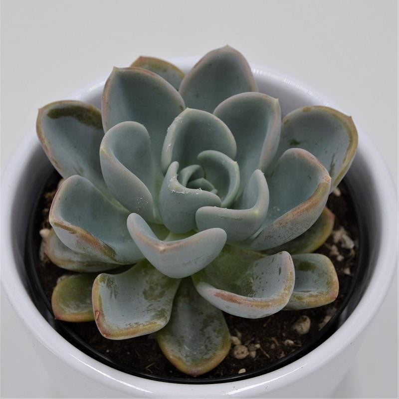 pasiora-x-pachyveria-opret-sukkulente-9cm-topf image 1