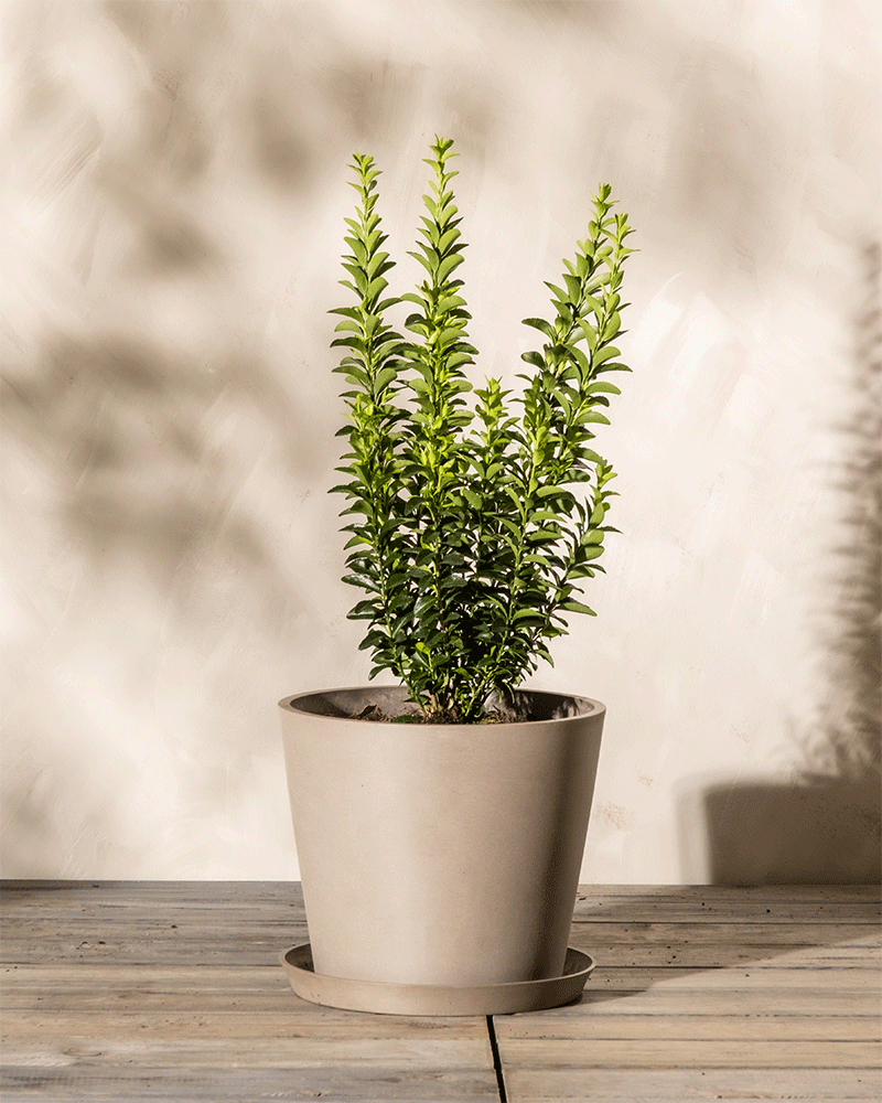 feey-amsterdam-kunststoff-pflanzk-bel-30-cm-durchmesser image 8