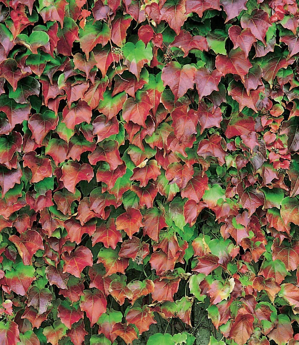 baldur-garten-wilder-wein-veitchii-9x9-cm-topf image 3