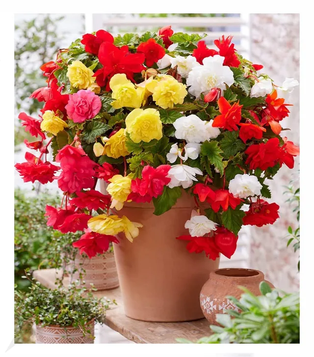 baldur-garten-h-ngebegonie-glamour-mix-3-knollen image 1
