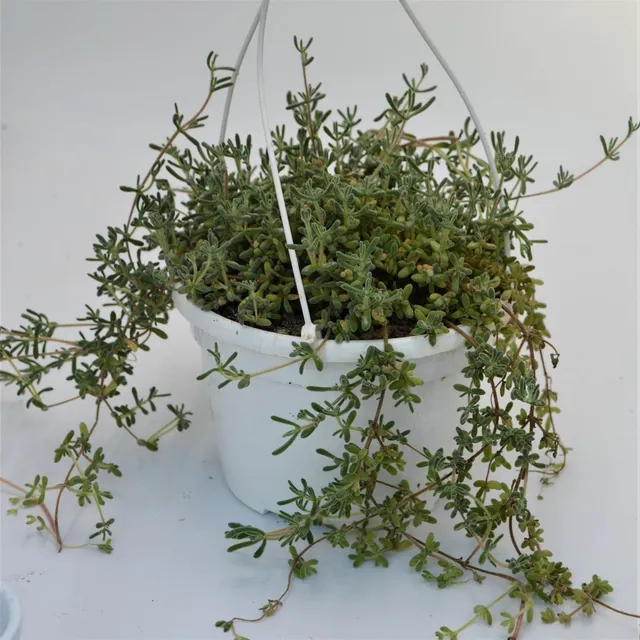 pasiora-delosperma-mesembryanthemum-sukkulente-12cm-ampel image 1
