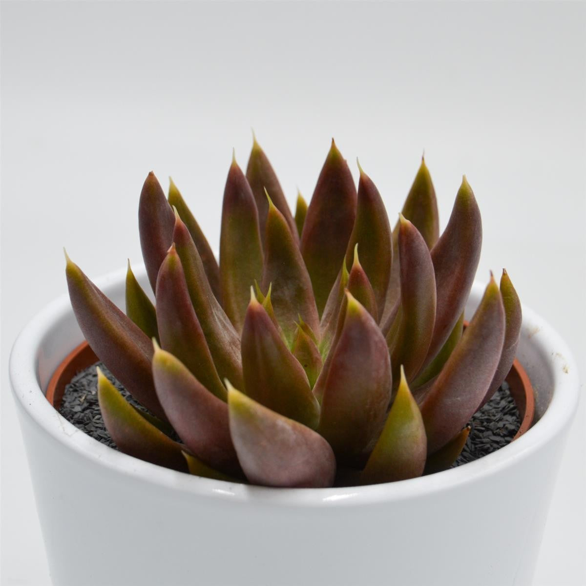pasiora-echeveria-tolimanensis-hybride-sukkulente-10-5-cm-topf image 2