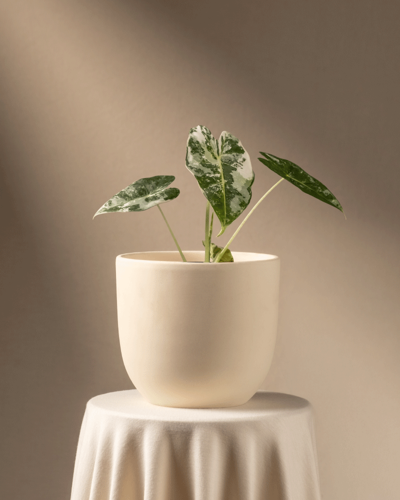 feey-alocasia-micholitziana-frydek-variegata-rarit-t-elefantenohr image 6