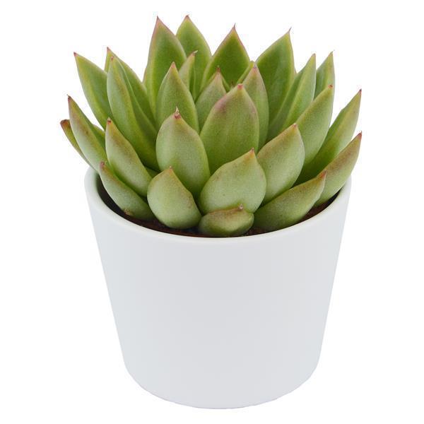 pasiora-enchant-echeveria-10-st-ck-set-6cm image 2