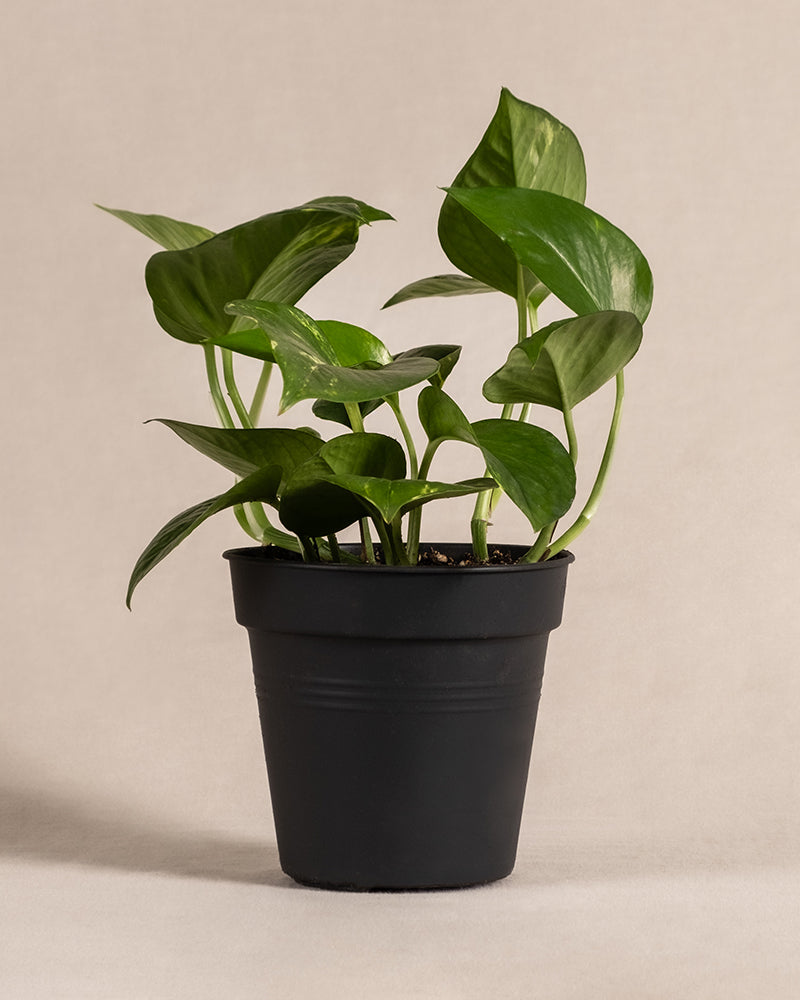 feey-efeutute-epipremnum-aureum-h-ngepflanze-klein image 3