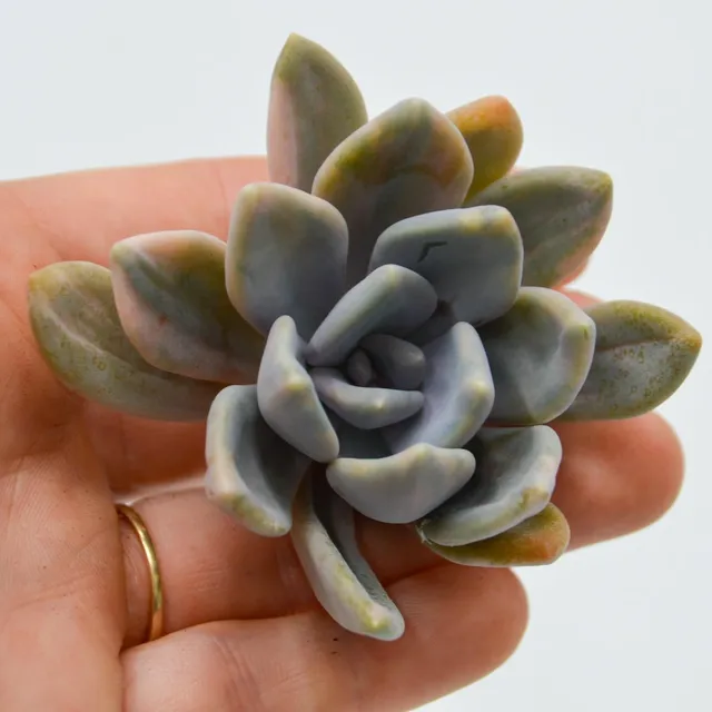 pasiora-graptoveria-pachyphytoides-f-variegata-steckling image 1