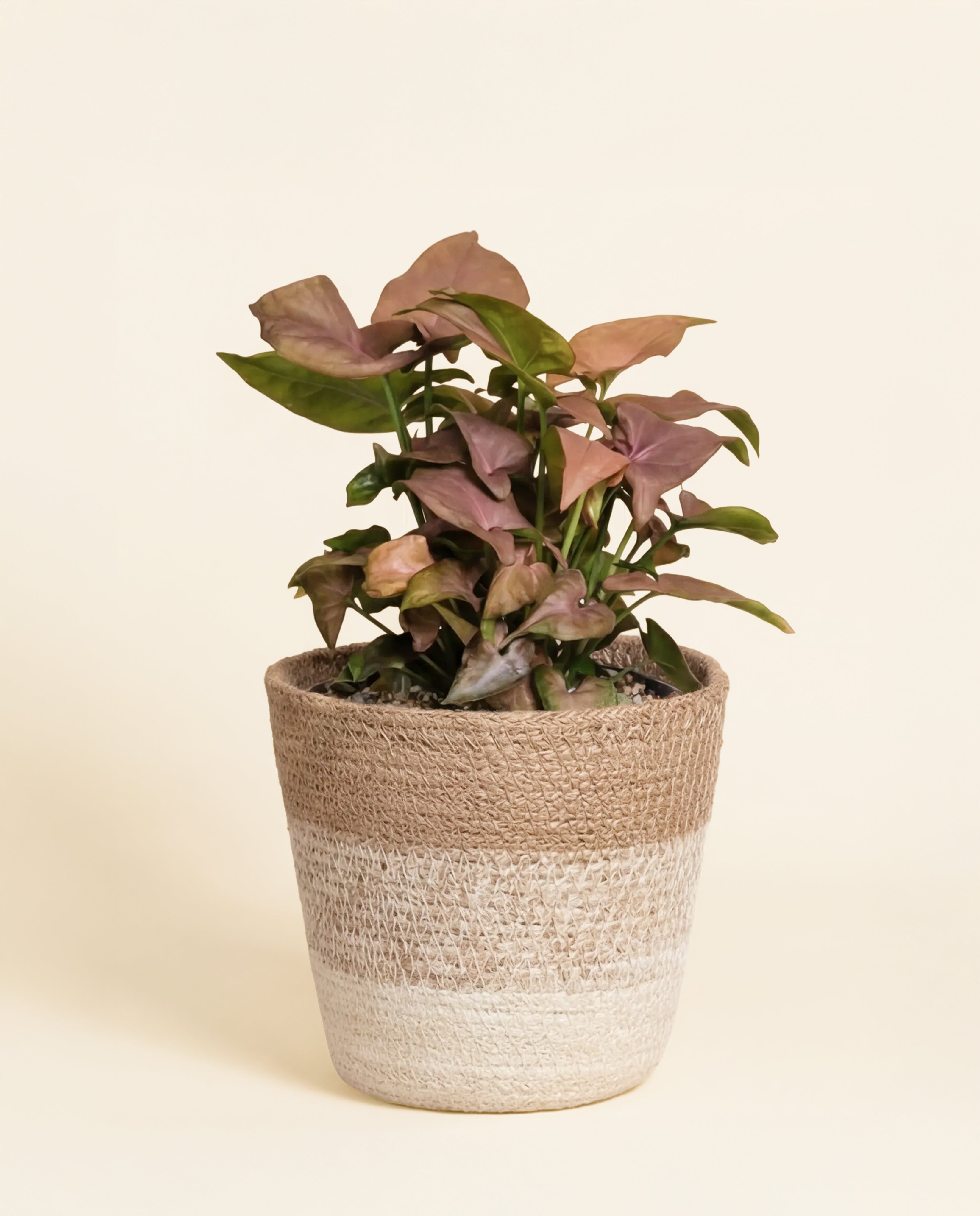 feey-syngonium-neon-schweizer-zimmerpflanze-klein-mittel image 8