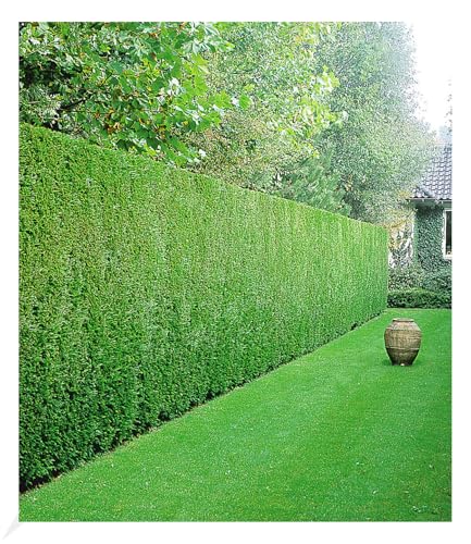 baldur-garten-leyland-zypressen-hecke-50-pflanzen-im-9x9-cm-topf image 8