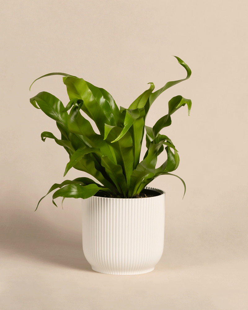 feey-kleiner-nestfarn-asplenium-nidus-zimmerpflanze image 8