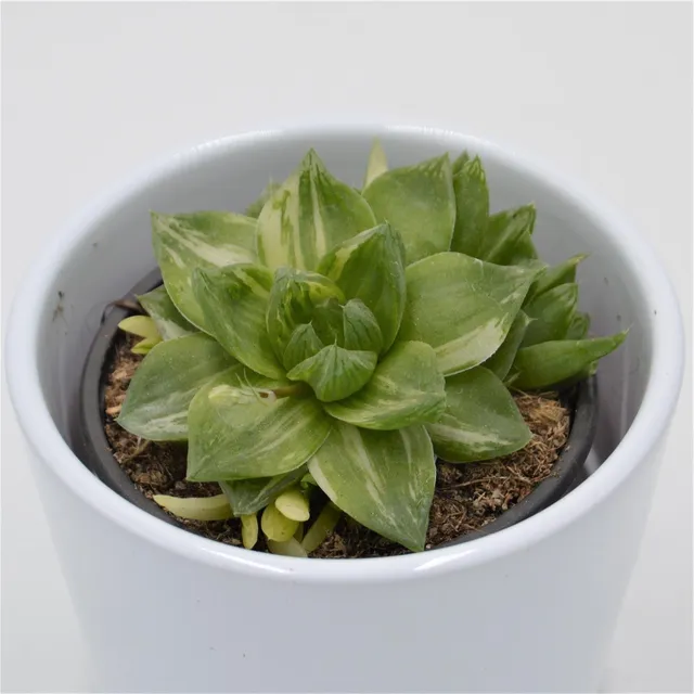 pasiora-haworthia-cymbiformis-f-variegata-8-5-cm-topf image 1