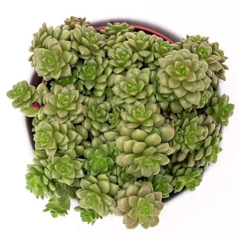 pasiora-cremnosedum-little-gem-sukkulente-8-5cm-topf image 1