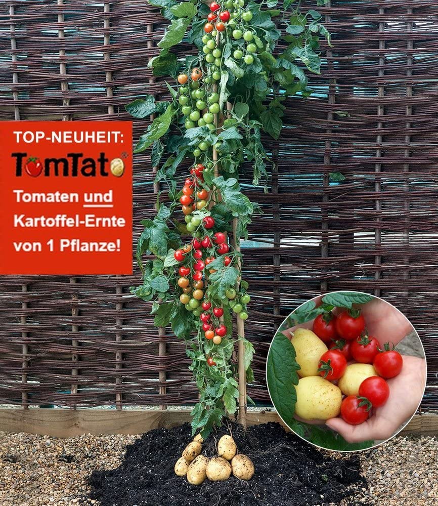 baldur-garten-tomtato-tomoffel-tomaten-kartoffel-pflanze-10-5-cm-topf image 2