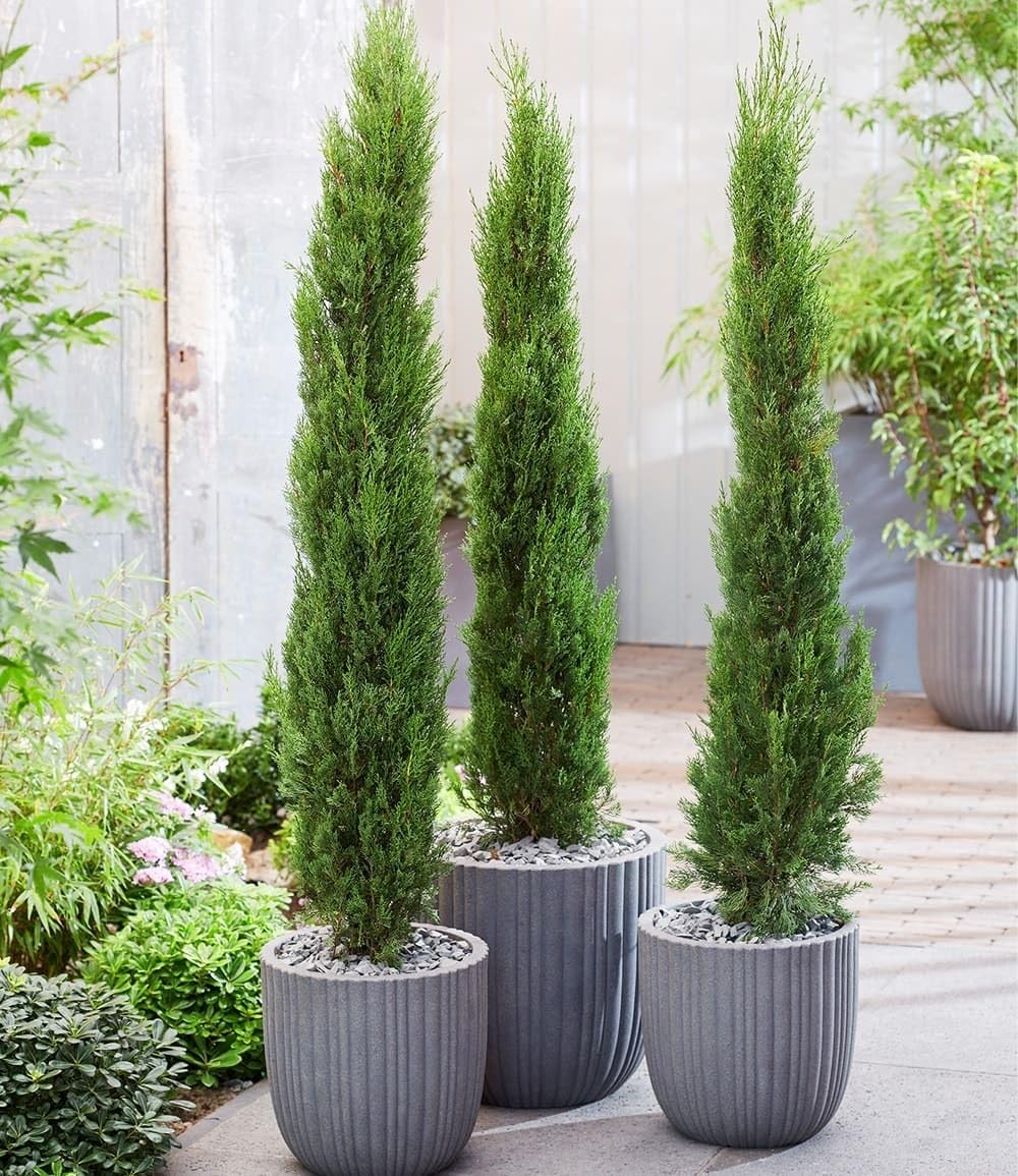 baldur-garten-echte-toskana-s-ulen-zypresse-30-40-cm image 1