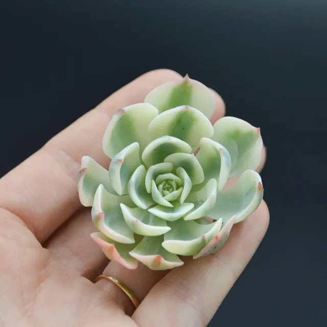 pasiora-echeveria-lenore-dean-f-variegata-steckling image 1