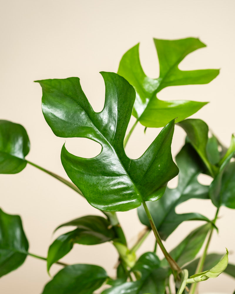 feey-monstera-minima-rhaphidophora-tetrasperma-zimmerpflanze image 2