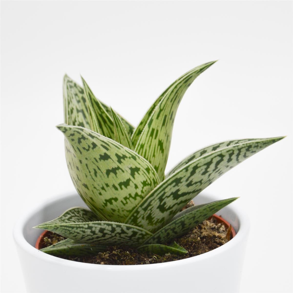 pasiora-aloe-tribal-sukkulente-10-5cm-topf image 2