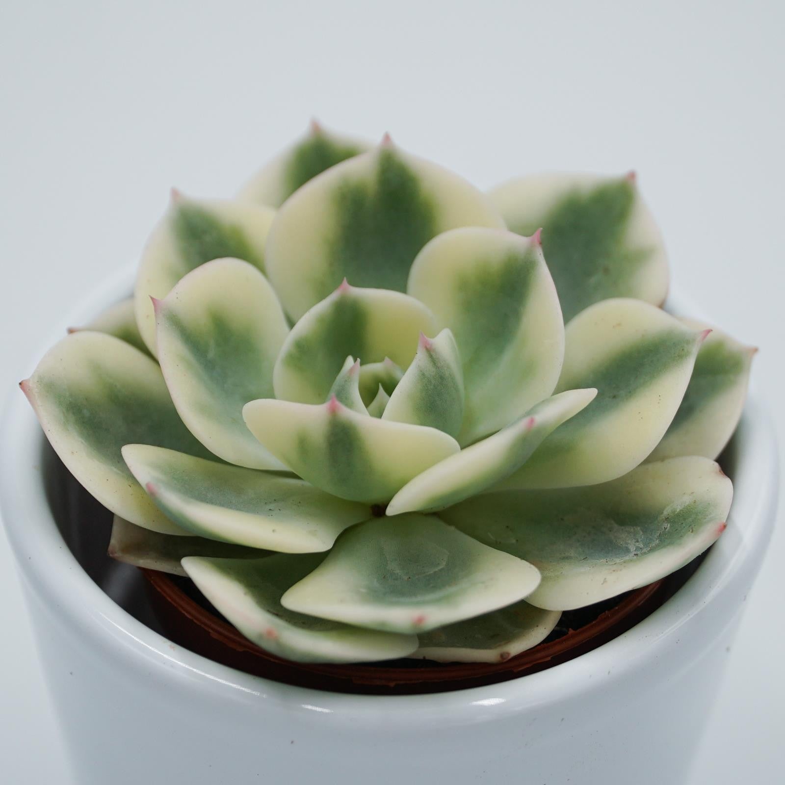 pasiora-echeveria-compton-carousel-sukkulente-5-5-cm-topf image 1