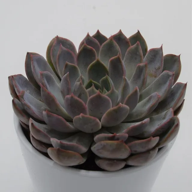 pasiora-echeveria-summer-sukkulente-10-5-cm-topf image 1