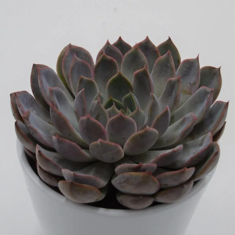 pasiora-echeveria-summer-sukkulente-10-5-cm-topf image 1