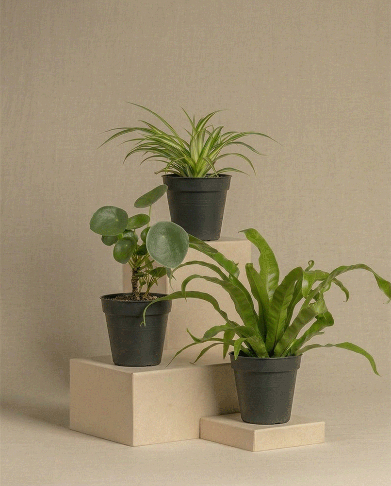 feey-kleine-berraschungspflanzen-3er-set image 3
